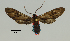  (Pseudomya nr. cassandra - MUSM-ArctVBC361)  @14 [ ] Copyright (2018) Juan Grados Museo de Historia Natural, UNMSM, Lima, Perú