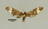  (Pseudomya nr. lacteipars - MUSM-ArctVBC366)  @11 [ ] Copyright (2018) Juan Grados Museo de Historia Natural, UNMSM, Lima, Perú