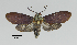  (Parascepsis - MUSM-ArctVBC606)  @11 [ ] Copyright (2018) Juan Grados Museo de Historia Natural, UNMSM, Lima, Perú