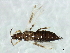  (Megalurothrips - CNC#HEM067762)  @14 [ ] CreativeCommons - Attribution (2010) CBG Photography Group Centre for Biodiversity Genomics