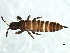  (Strepterothrips - CNC#HEM067797)  @13 [ ] CreativeCommons - Attribution (2010) CBG Photography Group Centre for Biodiversity Genomics