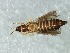  (Cycadothrips - CNC#HEM067837)  @14 [ ] CreativeCommons - Attribution (2010) CBG Photography Group Centre for Biodiversity Genomics