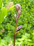  (Hosta rectifolia - Ringve26)  @11 [ ] CreativeCommons - Attribution Non-Commercial Share-Alike (2012) NTNU Museum of Natural History and Archaeology NTNU Museum of Natural History and Archaeology