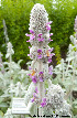  (Stachys byzantina - Ringve38)  @11 [ ] CreativeCommons - Attribution Non-Commercial Share-Alike (2012) NTNU Museum of Natural History and Archaeology NTNU Museum of Natural History and Archaeology