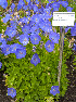  (Campanula carpatica - Ringve78)  @11 [ ] CreativeCommons - Attribution Non-Commercial Share-Alike (2012) NTNU Museum of Natural History and Archaeology NTNU Museum of Natural History and Archaeology