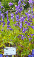  (Campanula bononiensis - Ringve79)  @11 [ ] CreativeCommons - Attribution Non-Commercial Share-Alike (2012) NTNU Museum of Natural History and Archaeology NTNU Museum of Natural History and Archaeology