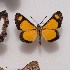  (Pachythone bicolor - NPML_R1799)  @11 [ ] Copyright (2023) Nino Page Nino Page