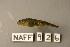  (Cottus leiopomus - NAFF 926)  @11 [ ] Unspecified (default): All Rights Reserved  Unspecified Unspecified