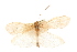  (Dicosmoecus pallicornis - 08RMCAD-0412)  @11 [ ] CreativeCommons - Attribution (2010) Unspecified Centre for Biodiversity Genomics