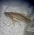  (Rhyacophila furcifera - TR-RHFU-RO-HD-01)  @11 [ ] Creative Commons-Attribution Non Commercial-Share Alike (2021) Lujza Keresztes Unspecified