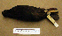  (Haematopus fuliginosus - MKP 236)  @13 [ ] CreativeCommons - Attribution (2010) Unspecified Royal Ontario Museum