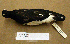  (Haematopodidae - AJB 4786)  @14 [ ] CreativeCommons - Attribution (2010) Unspecified Royal Ontario Museum