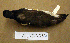  (Haematopus palliatus - AJB 3351)  @14 [ ] CreativeCommons - Attribution (2010) Unspecified Royal Ontario Museum