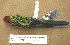  (Platycercus eximius - 1B-3824)  @14 [ ] CreativeCommons - Attribution (2010) Unspecified Royal Ontario Museum