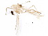  (Paratanytarsus sp. TE03 - BIOUG22466-D04)  @14 [ ] CreativeCommons - Attribution (2015) CBG Photography Group Centre for Biodiversity Genomics