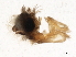  (Flintiella pizotensis - UMSP000076365)  @11 [ ] CreativeCommons - Attribution (2010) Unspecified Centre for Biodiversity Genomics