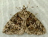  (Hydriomena californiata - RWWA-0991)  @14 [ ] Copyright (2010) Unspecified Unspecified