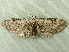  (Eupithecia miserulata - RWWA-1654)  @15 [ ] CreativeCommons - Attribution Non-Commercial Share-Alike (2010) Richard Wilson 2010 Unspecified