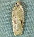  (Agonopterix nervosa - BIOUG17692-H07)  @14 [ ] CreativeCommons - Attribution Non-Commercial Share-Alike (2014) Richard Wilson Unspecified