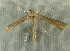  (Platyptilia williamsii - RWWA-3322)  @14 [ ] CreativeCommons - Attribution Non-Commercial Share-Alike (2012) Richard Wilson Unspecified