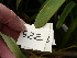  (Clivia gardenii - Spies 8374)  @11 [ ] Copyright (2009) Unspecified UFS