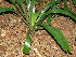  (Clivia caulescens - Spies 8561)  @11 [ ] Copyright (2006) Unspecified UFS