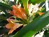  (Clivia miniata - UFS089)  @11 [ ] Unspecified (default): All Rights Reserved  Unspecified Unspecified