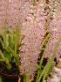  (Lachenalia purpureocaerulea - UFS029)  @11 [ ] Unspecified (default): All Rights Reserved  Unspecified Unspecified