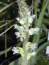  (Lachenalia neilii - UFS111)  @11 [ ] Unspecified (default): All Rights Reserved  Unspecified Unspecified