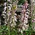  (Lachenalia youngii - UFS119)  @11 [ ] Unspecified (default): All Rights Reserved  Unspecified Unspecified