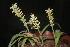  (Lachenalia lactosa - UFS132)  @11 [ ] Unspecified (default): All Rights Reserved  Unspecified Unspecified