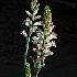  (Lachenalia salteri - UFS140)  @11 [ ] Unspecified (default): All Rights Reserved  Unspecified Unspecified