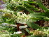  (Lachenalia alba - UFS155)  @11 [ ] Unspecified (default): All Rights Reserved  Unspecified Unspecified