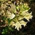  (Lachenalia namibiensis - UFS161)  @11 [ ] Unspecified (default): All Rights Reserved  Unspecified Unspecified