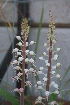  (Lachenalia thomasiae - UFS163)  @11 [ ] Unspecified (default): All Rights Reserved  Unspecified Unspecified