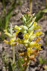  (Lachenalia marginata - UFS165)  @11 [ ] Unspecified (default): All Rights Reserved  Unspecified Unspecified