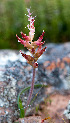  (Lachenalia algoensis - UFS189)  @11 [ ] Unspecified (default): All Rights Reserved  Unspecified Unspecified