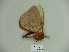  (Cerodirphia flavosignata - BC-CGCM 23.299)  @13 [ ] Copyright (2010) Unspecified Research Collection of Carlos Mielke