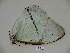  (Morpho laertes - BC-CGCM 23.510)  @11 [ ] Copyright (2010) Unspecified Research Collection of Carlos Mielke