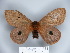  (Eudyaria sigridae - BC-DZ 15.590)  @14 [ ] Copyright (2010) Unspecified Research Collection of Carlos Mielke