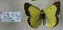  (Colias philodice - AVK036)  @12 [ ] Unspecified (default): All Rights Reserved  Unspecified Unspecified