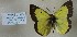  (Colias philodice - AVK037)  @12 [ ] Unspecified (default): All Rights Reserved  Unspecified Unspecified