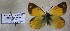  (Colias euxanthe stuebeli - AVK084)  @12 [ ] Unspecified (default): All Rights Reserved  Unspecified Unspecified