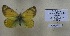  (Colias euxanthe coeneni - AVK333)  @11 [ ] Copyright (2019) Alex Kiryanov Private collection of Alexander V Kiryanov