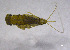  (Choroterpes nigrescens - TSR223C)  @13 [ ] CreativeCommons - Attribution Non-Commercial Share-Alike (2012) Helen James Albany Museum