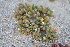  (Mesembryanthemum nodiflorum - AM0043)  @11 [ ] CreativeCommons - Attribution Non-Commercial Share-Alike (2011) Maria (Masha) Kuzmina Canadian Center for DNA Barcoding