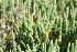  (Salicornia littorea - AM0048)  @11 [ ] CreativeCommons - Attribution Non-Commercial Share-Alike (2011) Maria (Masha) Kuzmina Canadian Center for DNA Barcoding