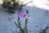  (Polygala bracteolata - AM0135)  @11 [ ] CreativeCommons - Attribution Non-Commercial Share-Alike (2011) Maria (Masha) Kuzmina Canadian Center for DNA Barcoding