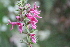  (Stachys thunbergii - AM0200)  @11 [ ] CreativeCommons - Attribution Non-Commercial Share-Alike (2011) Maria (Masha) Kuzmina Canadian Center for DNA Barcoding