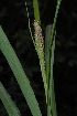  (Carex aethiopica - AM0210)  @11 [ ] CreativeCommons - Attribution Non-Commercial Share-Alike (2011) Olivier Maurin University of Johannesburg